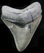 Sharply Serrated Megalodon Tooth #32834-1